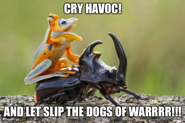 CRY HAVOC! AND LET SLIP THE DOGS OF WARRRR!!! | image tagged in funny animals | made w/ Imgflip meme maker