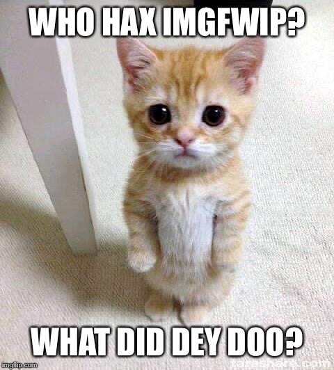 WHO HAX IMGFWIP? WHAT DID DEY DOO? | image tagged in cute cat | made w/ Imgflip meme maker