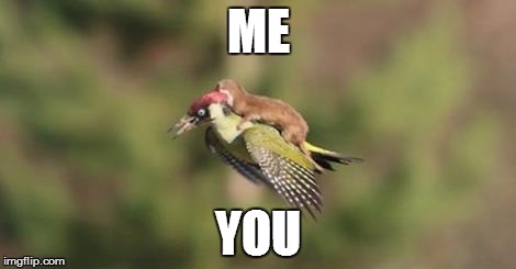 Weasel on woodpecker | ME YOU | image tagged in weasel on woodpecker | made w/ Imgflip meme maker