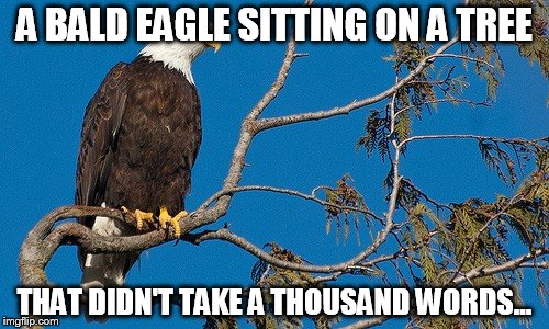 Never understood why a picture is worth 1000 words. Some are only worth 7 words. | A BALD EAGLE SITTING ON A TREE THAT DIDN'T TAKE A THOUSAND WORDS... | image tagged in memes,bald eagle | made w/ Imgflip meme maker
