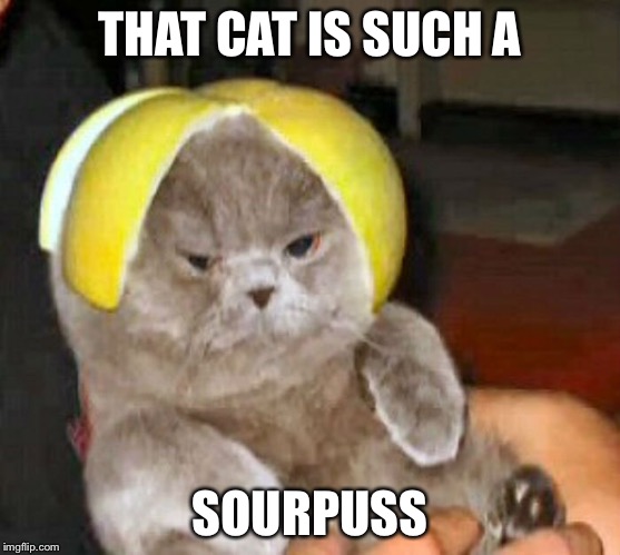 THAT CAT IS SUCH A SOURPUSS | made w/ Imgflip meme maker