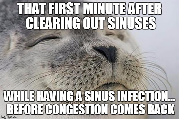 Satisfied Seal Meme | THAT FIRST MINUTE AFTER CLEARING OUT SINUSES WHILE HAVING A SINUS INFECTION... BEFORE CONGESTION COMES BACK | image tagged in memes,satisfied seal | made w/ Imgflip meme maker