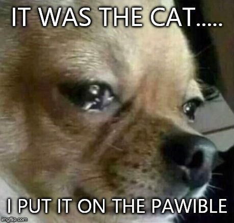 Dog Problems | IT WAS THE CAT..... I PUT IT ON THE PAWIBLE | image tagged in dog problems | made w/ Imgflip meme maker