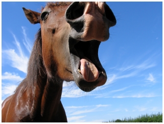 laughing horse Blank Meme Template