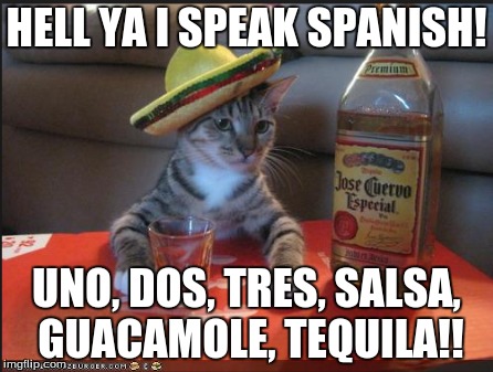 Spanish cat | HELL YA I SPEAK SPANISH! UNO, DOS, TRES, SALSA, GUACAMOLE, TEQUILA!! | image tagged in cat | made w/ Imgflip meme maker