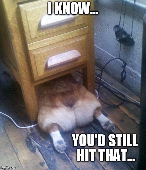 I KNOW... YOU'D STILL HIT THAT... | image tagged in dog | made w/ Imgflip meme maker