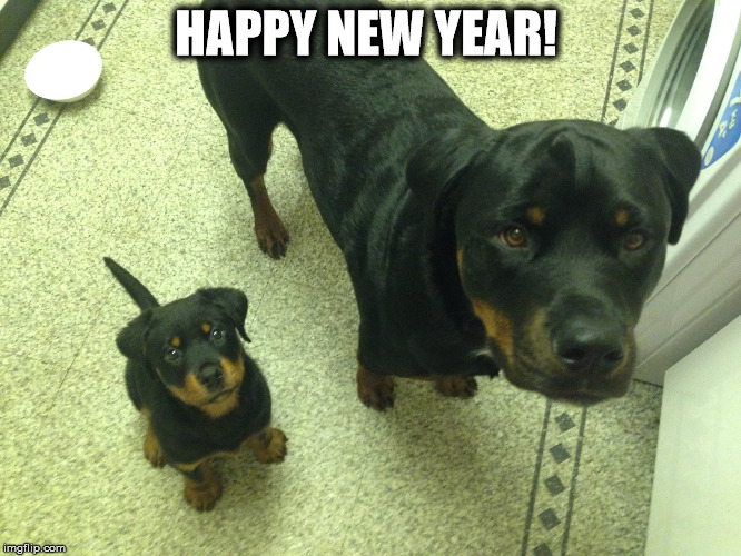 HAPPY NEW YEAR! | image tagged in dogs | made w/ Imgflip meme maker