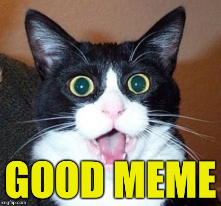 whoa cat | GOOD MEME | image tagged in whoa cat | made w/ Imgflip meme maker