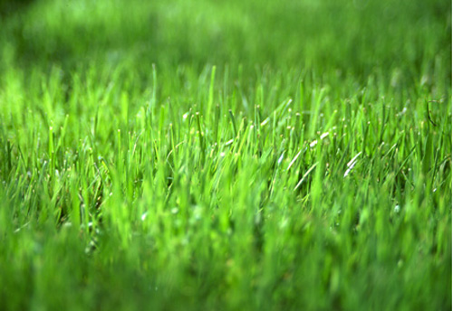 High Quality grass is greener Blank Meme Template