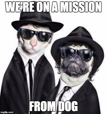 Blues Brothers Animals | WE'RE ON A MISSION FROM DOG | image tagged in blues brothers animals | made w/ Imgflip meme maker
