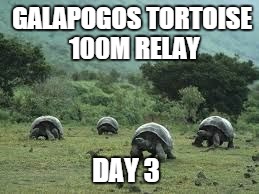 Tortoise race | GALAPOGOS TORTOISE 100M RELAY DAY 3 | image tagged in tortoise race | made w/ Imgflip meme maker