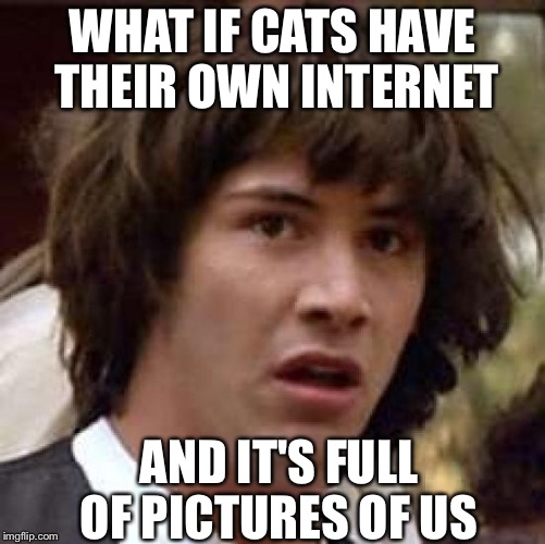 Conspiracy Keanu | WHAT IF CATS HAVE THEIR OWN INTERNET AND IT'S FULL OF PICTURES OF US | image tagged in memes,conspiracy keanu | made w/ Imgflip meme maker