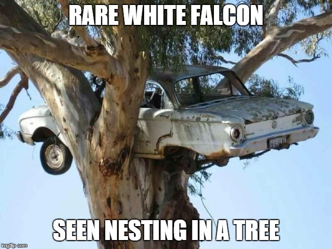 RARE WHITE FALCON SEEN NESTING IN A TREE | made w/ Imgflip meme maker