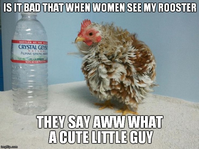 IS IT BAD THAT WHEN WOMEN SEE MY ROOSTER THEY SAY AWW WHAT A CUTE LITTLE GUY | made w/ Imgflip meme maker