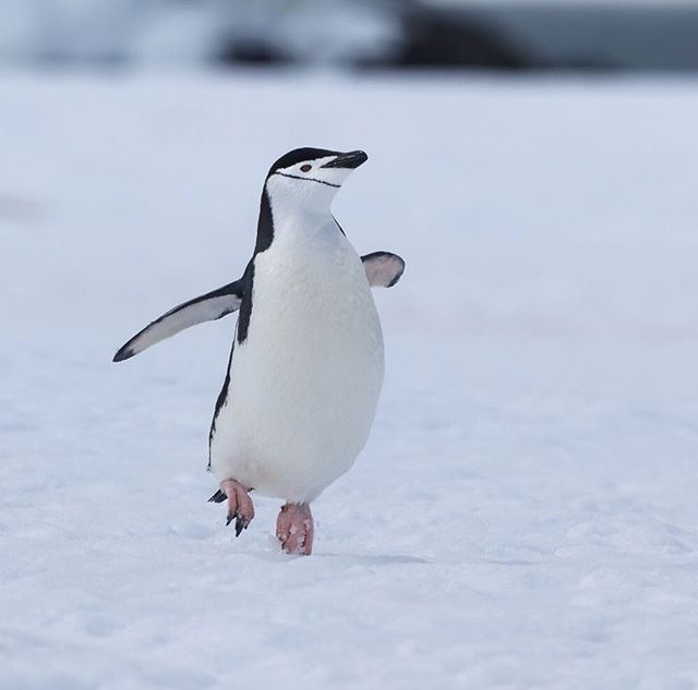 High Quality Penguin Blank Meme Template