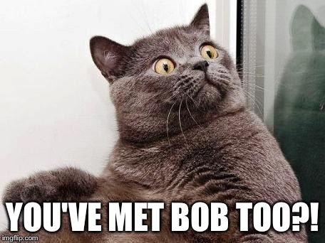 surprised cat | YOU'VE MET BOB TOO?! | image tagged in surprised cat | made w/ Imgflip meme maker