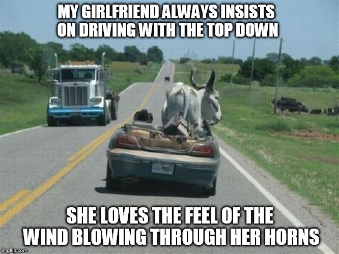 The feel of the wind.... | MY GIRLFRIEND ALWAYS INSISTS ON DRIVING WITH THE TOP DOWN SHE LOVES THE FEEL OF THE WIND BLOWING THROUGH HER HORNS | image tagged in car pool,driving,girlfriend,wind | made w/ Imgflip meme maker