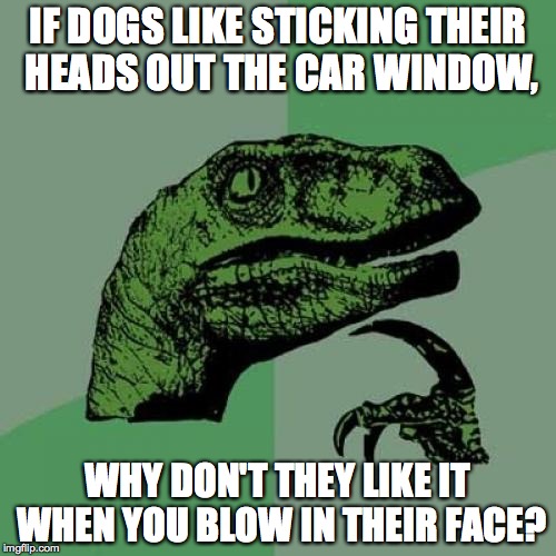 Philosoraptor | IF DOGS LIKE STICKING THEIR HEADS OUT THE CAR WINDOW, WHY DON'T THEY LIKE IT WHEN YOU BLOW IN THEIR FACE? | image tagged in memes,philosoraptor | made w/ Imgflip meme maker