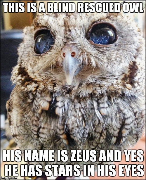 THIS IS A BLIND RESCUED OWL HIS NAME IS ZEUS AND YES HE HAS STARS IN HIS EYES | made w/ Imgflip meme maker