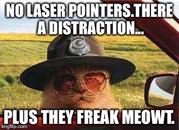 avo2484catsheriff | NO LASER POINTERS.THERE A DISTRACTION... PLUS THEY FREAK MEOWT. | image tagged in avo2484catsheriff | made w/ Imgflip meme maker