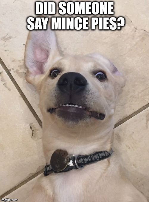 Did someone say Mince Pies | DID SOMEONE SAY MINCE PIES? | image tagged in puppies,memes,christmas,funny,food,fat | made w/ Imgflip meme maker