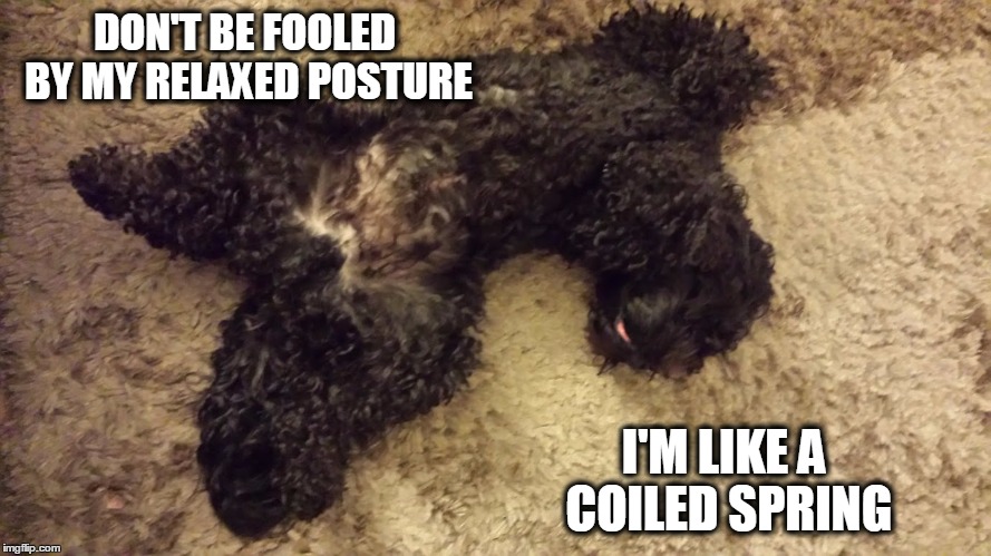 Aaand ... Relax.. | DON'T BE FOOLED BY MY RELAXED POSTURE I'M LIKE A COILED SPRING | image tagged in dogs,funny dogs | made w/ Imgflip meme maker