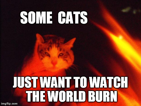 SOME  CATS JUST WANT TO WATCH THE WORLD BURN | image tagged in campfire cat | made w/ Imgflip meme maker