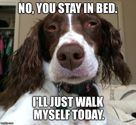 Judgemental dog | NO, YOU STAY IN BED. I'LL JUST WALK MYSELF TODAY. | image tagged in judgemental dog | made w/ Imgflip meme maker