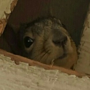 Squirrel in attic Blank Meme Template