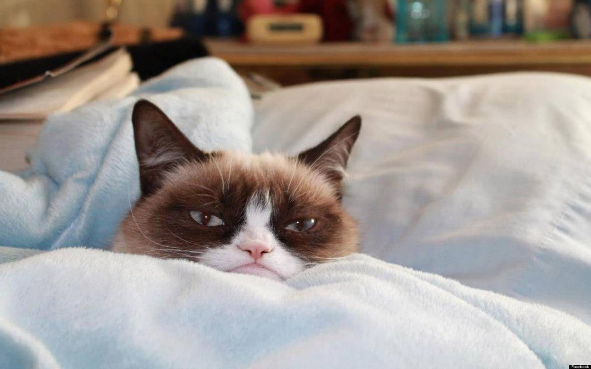 grumpy cat bed Blank Meme Template