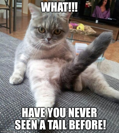 Sexy Cat Meme | WHAT!!! HAVE YOU NEVER SEEN A TAIL BEFORE! | image tagged in memes,sexy cat | made w/ Imgflip meme maker