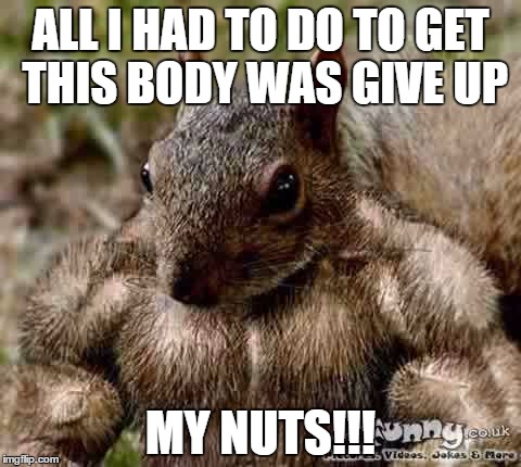 Steroid Squirrel | ALL I HAD TO DO TO GET THIS BODY WAS GIVE UP MY NUTS!!! | image tagged in nuts,squirrel | made w/ Imgflip meme maker