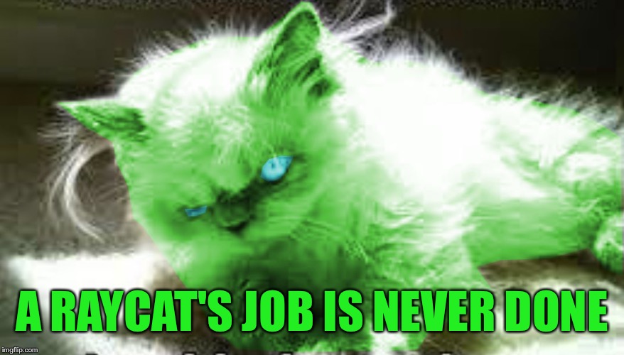 mad raycat | A RAYCAT'S JOB IS NEVER DONE | image tagged in mad raycat | made w/ Imgflip meme maker
