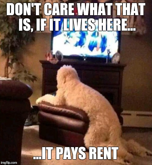Thing-a-ma-dawg | DON'T CARE WHAT THAT IS, IF IT LIVES HERE... ...IT PAYS RENT | image tagged in human dog,dog,funny memes,memes,funny,joke | made w/ Imgflip meme maker