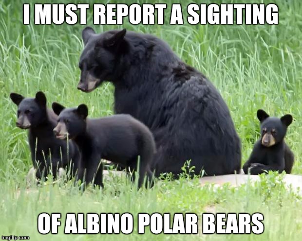 Albino Polar Bear Sighting | I MUST REPORT A SIGHTING OF ALBINO POLAR BEARS | image tagged in black bears,memes | made w/ Imgflip meme maker