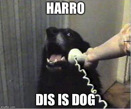 Yes this is dog | HARRO DIS IS DOG | image tagged in yes this is dog | made w/ Imgflip meme maker