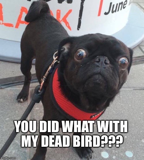 This is for googol | YOU DID WHAT WITH MY DEAD BIRD??? | image tagged in eyes | made w/ Imgflip meme maker