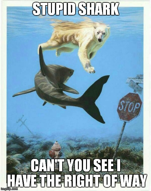 STUPID SHARK CAN'T YOU SEE I HAVE THE RIGHT OF WAY | made w/ Imgflip meme maker