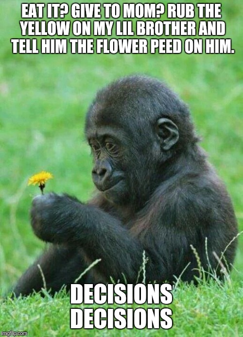 Dandelion Perfection | EAT IT? GIVE TO MOM? RUB THE YELLOW ON MY LIL BROTHER AND TELL HIM THE FLOWER PEED ON HIM. DECISIONS DECISIONS | image tagged in memes | made w/ Imgflip meme maker