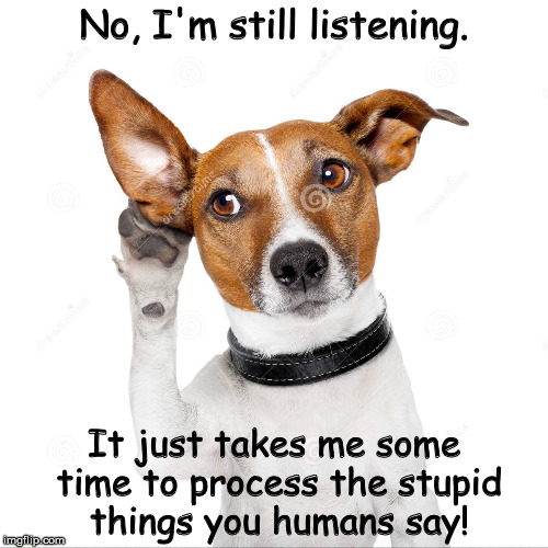 "Dog is still listening, but needs time to process the stupid things you humans say!" | No, I'm still listening. It just takes me some time to process the stupid things you humans say! | image tagged in jack russell terrier,dog,listening,stupid things humans say,humans,stupid | made w/ Imgflip meme maker