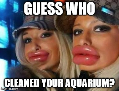 Duck Face Chicks | GUESS WHO CLEANED YOUR AQUARIUM? | image tagged in memes,duck face chicks | made w/ Imgflip meme maker