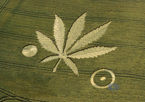 Marijuana Crop Circle Blank Meme Template