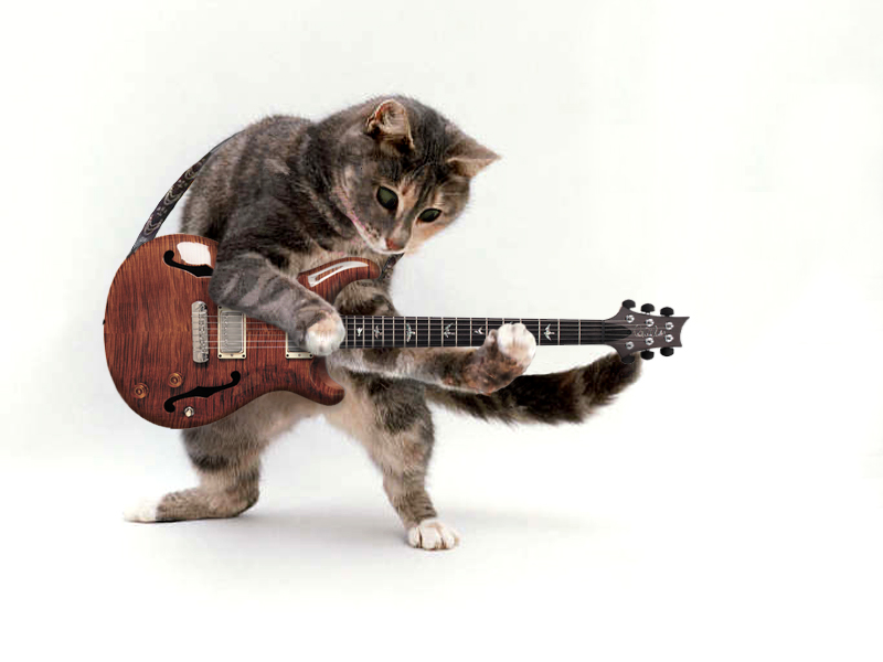 Guitar cat Blank Meme Template