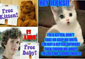 Everyday On Craigslist  | HEY JERKS!! I'M A KITTEN, DON'T TAKE OR KEEP ME UNTIL I'M NOT A KITTEN ANYMORE THEN THROW ME AWAY! I'M LIFETIME COMMITMENT!! | image tagged in kitten,meme | made w/ Imgflip meme maker