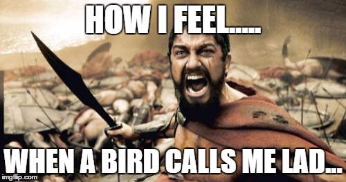 Sparta Leonidas Meme | HOW I FEEL..... WHEN A BIRD CALLS ME LAD... | image tagged in memes,sparta leonidas | made w/ Imgflip meme maker