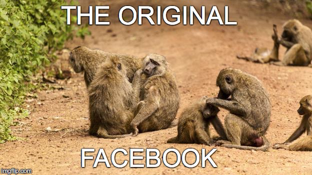 THE ORIGINAL FACEBOOK | image tagged in facebook,monkeys | made w/ Imgflip meme maker