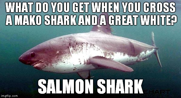 Salmon Shark in a nutshell | WHAT DO YOU GET WHEN YOU CROSS A MAKO SHARK AND A GREAT WHITE? SALMON SHARK | image tagged in animals | made w/ Imgflip meme maker