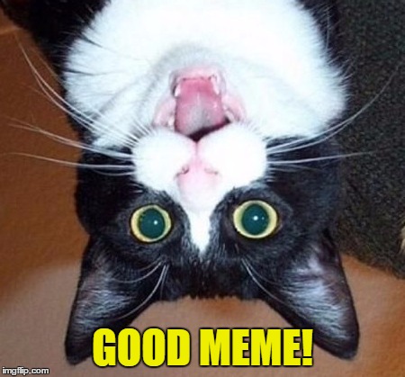 whoa cat | GOOD MEME! | image tagged in whoa cat | made w/ Imgflip meme maker