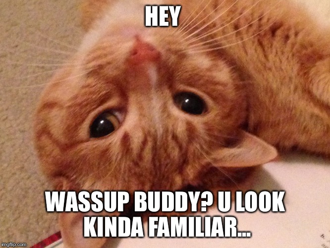 HEY WASSUP BUDDY? U LOOK KINDA FAMILIAR... | image tagged in weird cat | made w/ Imgflip meme maker