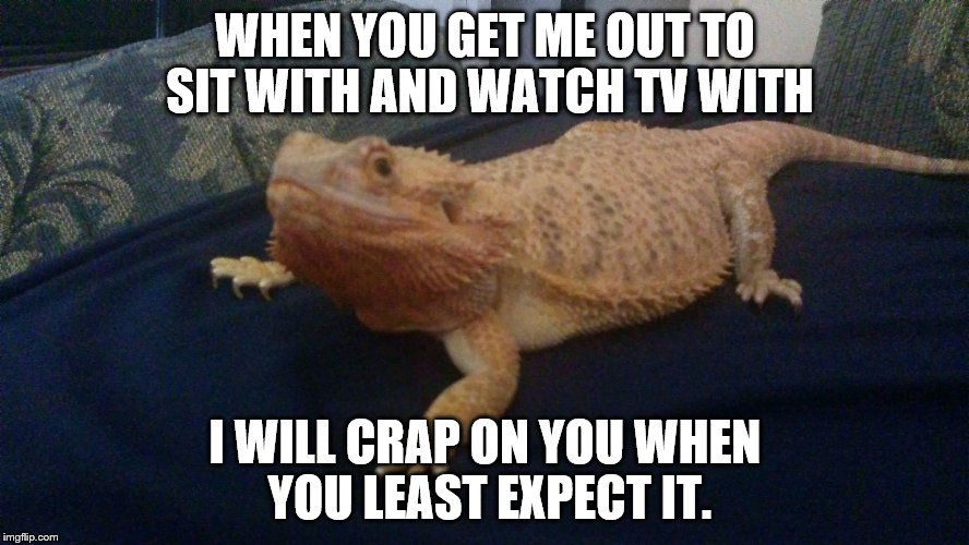 WHEN YOU GET ME OUT TO SIT WITH AND WATCH TV WITH I WILL CRAP ON YOU WHEN YOU LEAST EXPECT IT. | image tagged in mischevious lizard | made w/ Imgflip meme maker